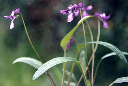 Viola philippica: Viola yedoensis