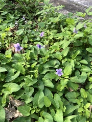 Viola philippica (Viola philippica)