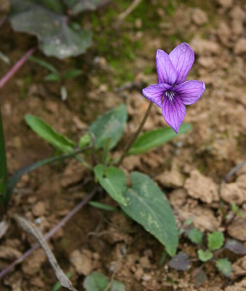 Viola philippica: Viola philippica var. philippica , Veilchengewächse (Violaceae) - Vietnam/Việt Nam: Dorf Cán Cấu nördlich von Bắc Hà