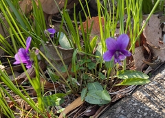 Viola philippica (Viola philippica)