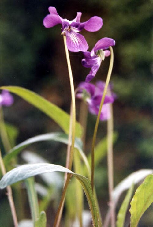 Viola philippica: Viola yedoensis