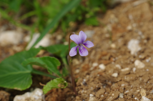 Viola philippica (Viola philippica)