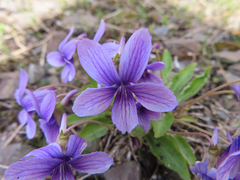 Viola philippica (Viola philippica)