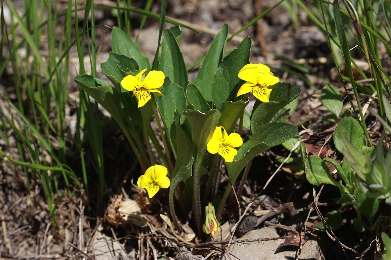 Canary violet: Upland yellow violet (Viola praemorsa var. altior), Violet family (Violaceae). East Greeley slopes, Albion Basin, Alta, Little Cottonwood Canyon, Utah; elevatio