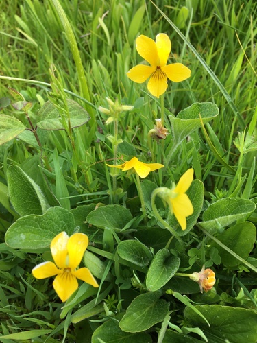 Canary violet (Viola praemorsa)