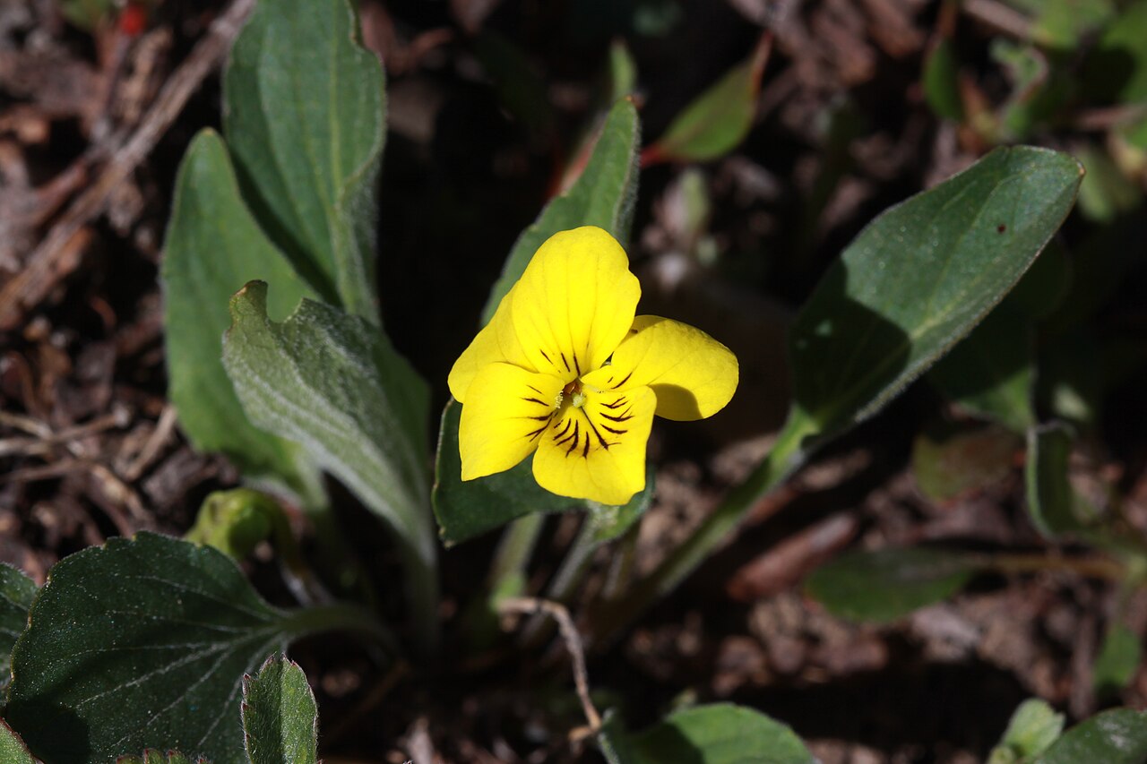 Canary violet: Upland yellow violet (Viola praemorsa var. altior), Violet family (Violaceae). East Greeley slopes, Albion Basin, Alta, Little Cottonwood Canyon, Utah; elevatio