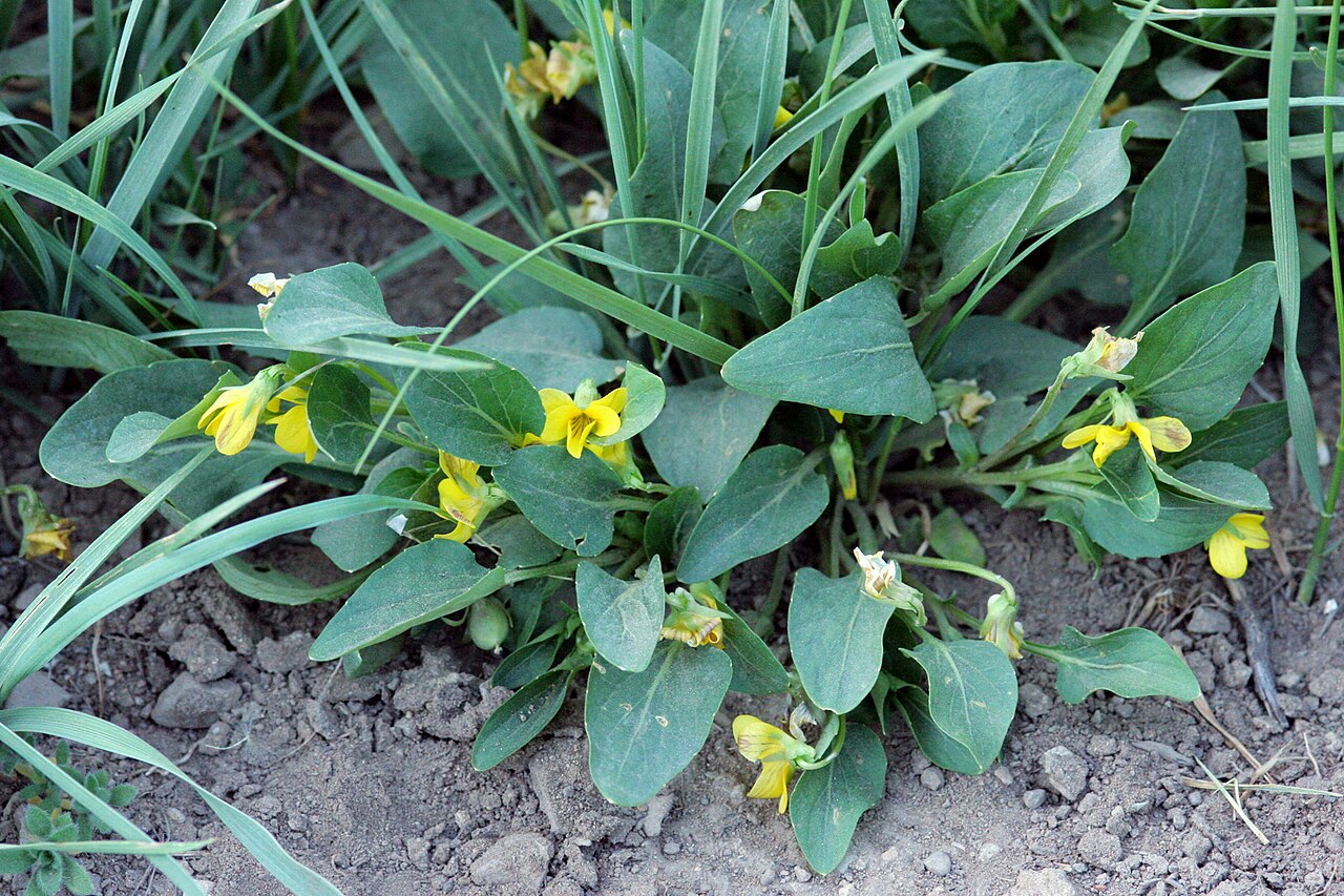 Canary violet: Viola praemorsa , west fork of Cow Creek, 39.703 -107.0025, Rio Blanco County, Colorado, 16 Jun 2008.