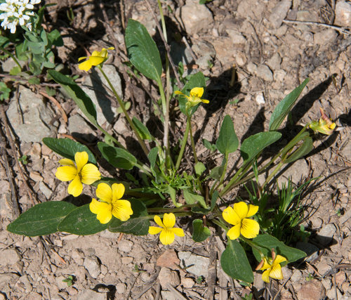 Canary violet (Viola praemorsa)