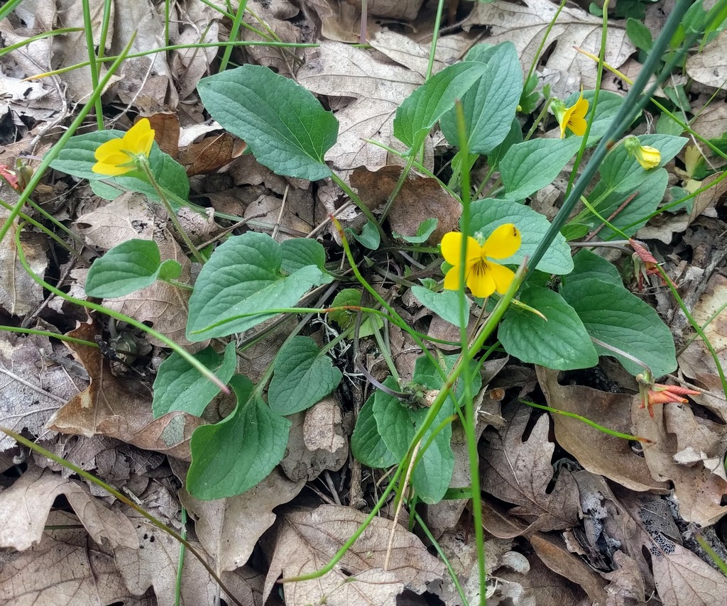 Canary violet (Viola praemorsa)