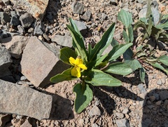 Canary violet (Viola praemorsa)
