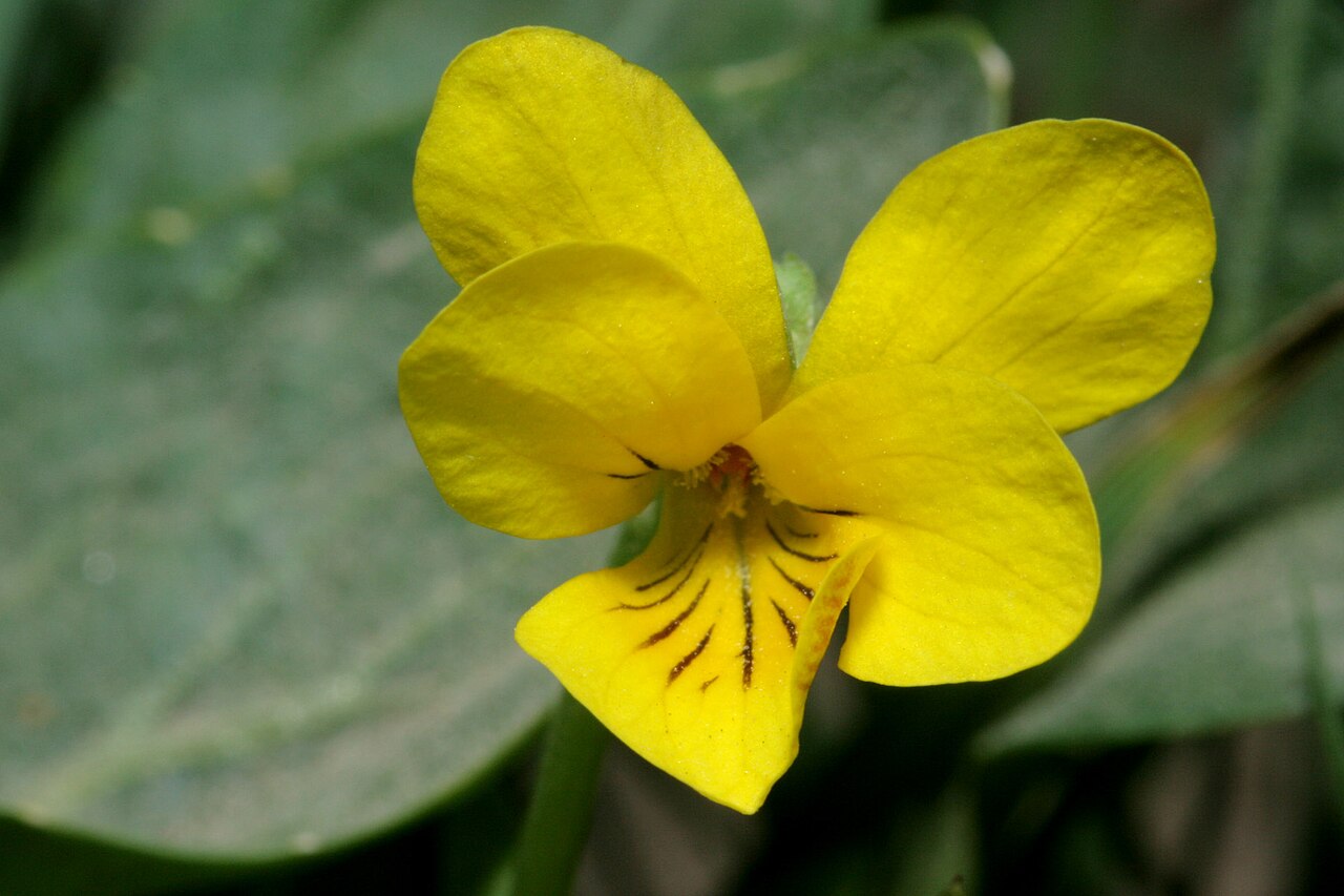 Canary violet: Viola praemorsa , west fork of Cow Creek, 39.703 -107.0025, Rio Blanco County, Colorado, 16 Jun 2008.