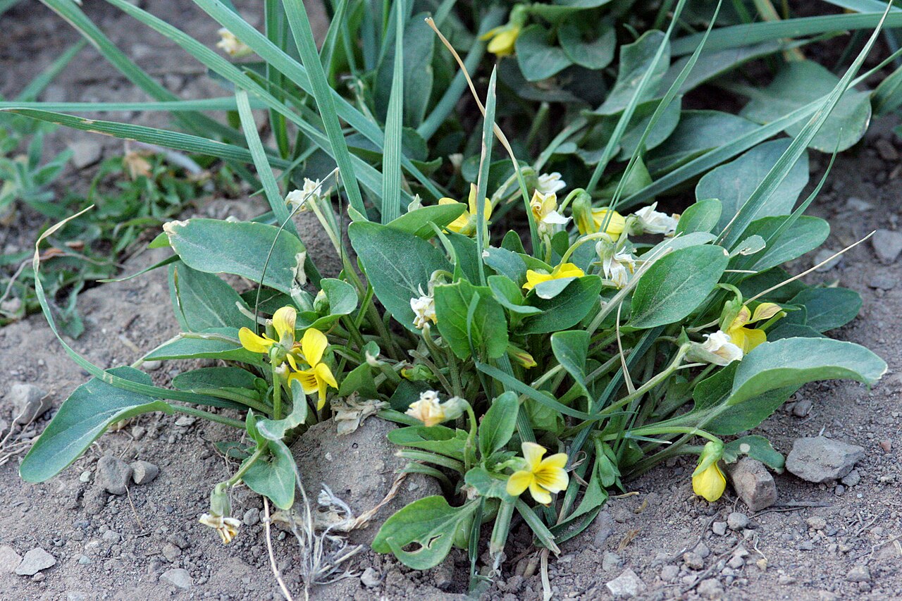 Canary violet: Viola praemorsa , west fork of Cow Creek, 39.703 -107.0025, Rio Blanco County, Colorado, 16 Jun 2008.