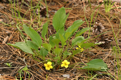 Canary violet (Viola praemorsa)
