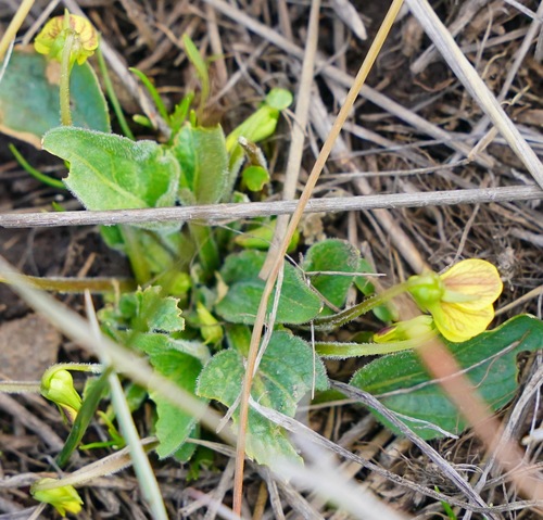 Canary violet (Viola praemorsa)