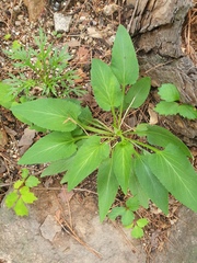 Viola prionantha (Viola prionantha)