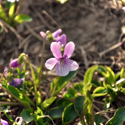 Viola prionantha (Viola prionantha)