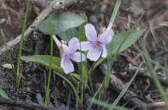 Viola prionantha (Viola prionantha)
