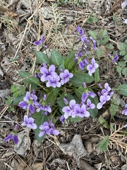 Viola prionantha (Viola prionantha)