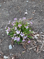 Viola prionantha (Viola prionantha)