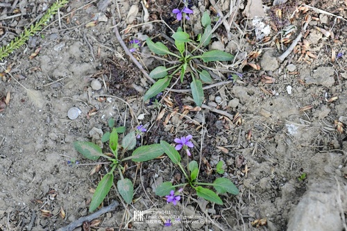 Viola prionantha (Viola prionantha)