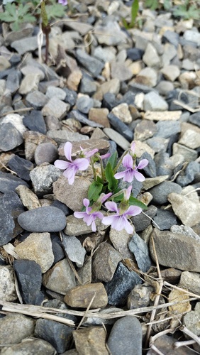 Viola prionantha (Viola prionantha)
