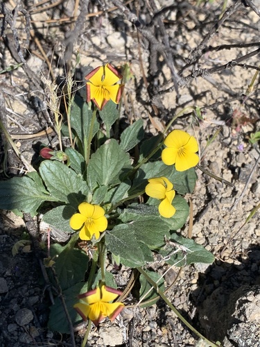 Goosefoot violet (Viola purpurea)