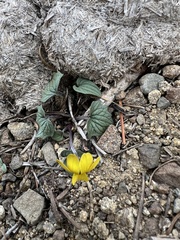 Goosefoot violet (Viola purpurea)