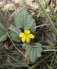 Goosefoot violet (Viola purpurea)