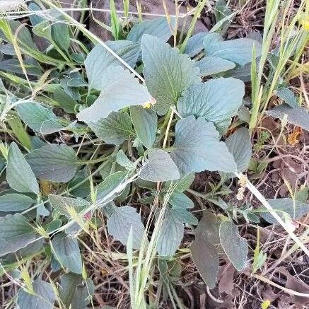 Goosefoot violet (Viola purpurea)