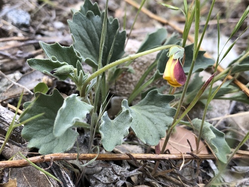 Goosefoot violet (Viola purpurea)