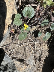 Goosefoot violet (Viola purpurea)