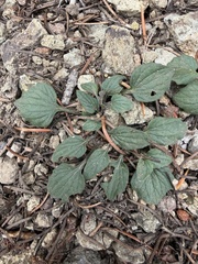 Goosefoot violet (Viola purpurea)