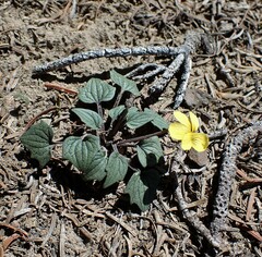 Goosefoot violet (Viola purpurea)