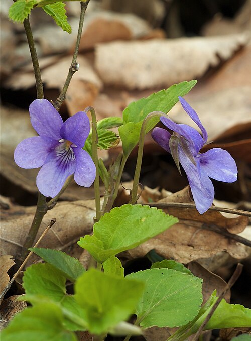 Early dog-violet: Viola reichenbachiana ), Chemnitz, Germany