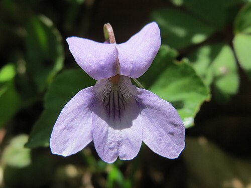 Early dog-violet: Wald-Veilchen ( Viola reichenbachiana ) auf der Ketscher Rheininsel