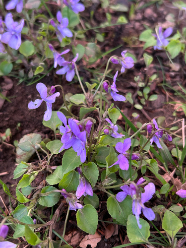 Early dog-violet (Viola reichenbachiana)