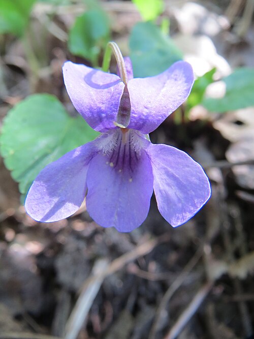 Early dog-violet: Wald-Veilchen ( Viola reichenbachiana ) auf der Ketscher Rheininsel