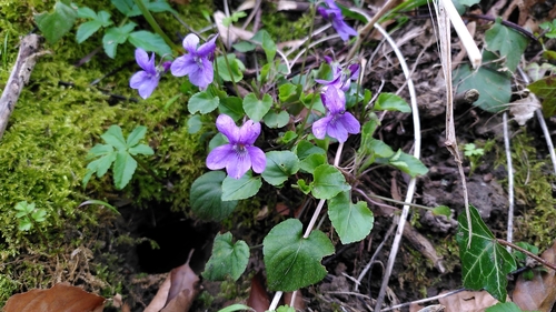 Early dog-violet (Viola reichenbachiana)