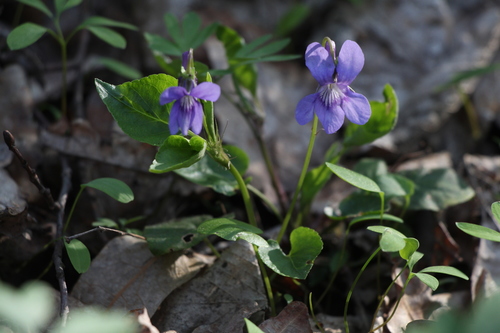 Early dog-violet (Viola reichenbachiana)