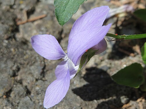 Early dog-violet: Wald-Veilchen ( Viola odorata ) in Hockenheim