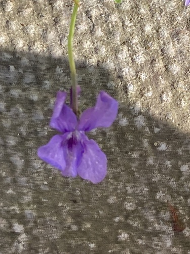 Early dog-violet (Viola reichenbachiana)