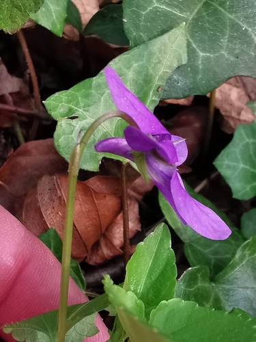 Early dog-violet (Viola reichenbachiana)