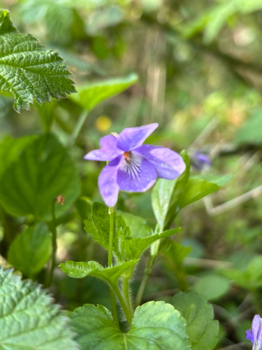 Early dog-violet (Viola reichenbachiana)