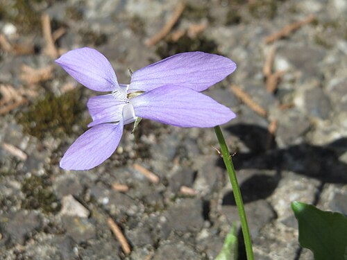 Early dog-violet: Wald-Veilchen ( Viola odorata ) in Hockenheim