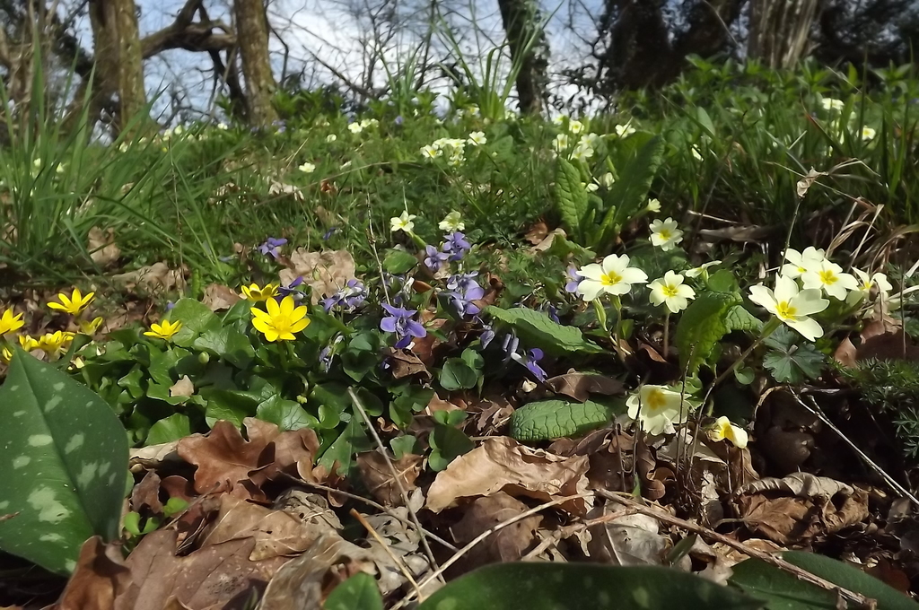 Early dog-violet (Viola reichenbachiana)