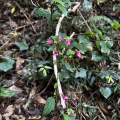 Viola rubella (Viola rubella)