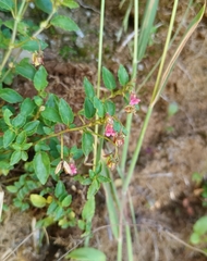 Viola rubella (Viola rubella)