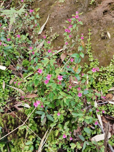 Viola rubella (Viola rubella)