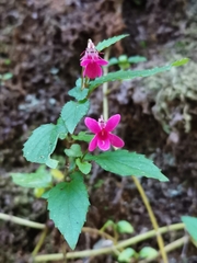 Viola rubella (Viola rubella)