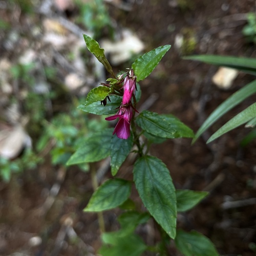 Viola rubella (Viola rubella)